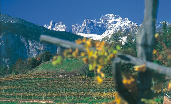 Vigneti in Trentino