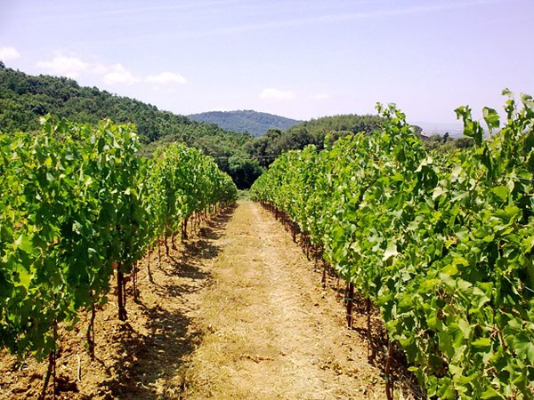 Vigneto in Val di Cornia