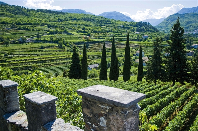 Vigneti in Vallagarina