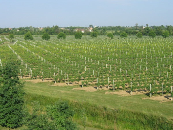 Veneto Orientale