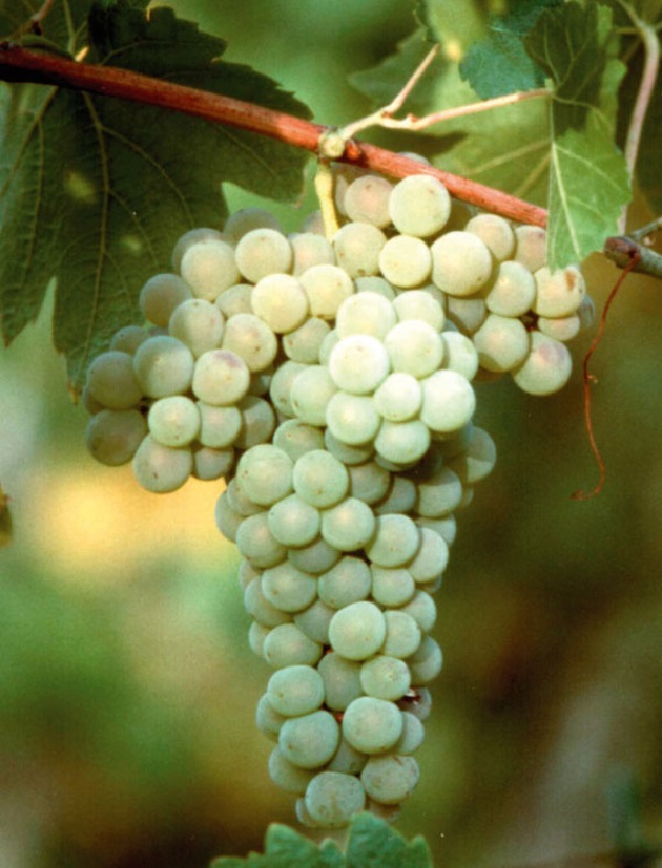 Grappolo di Verdicchio