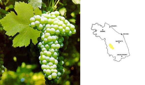 Verdicchio di Matelica Riserva