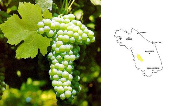 Verdicchio di Matelica Riserva