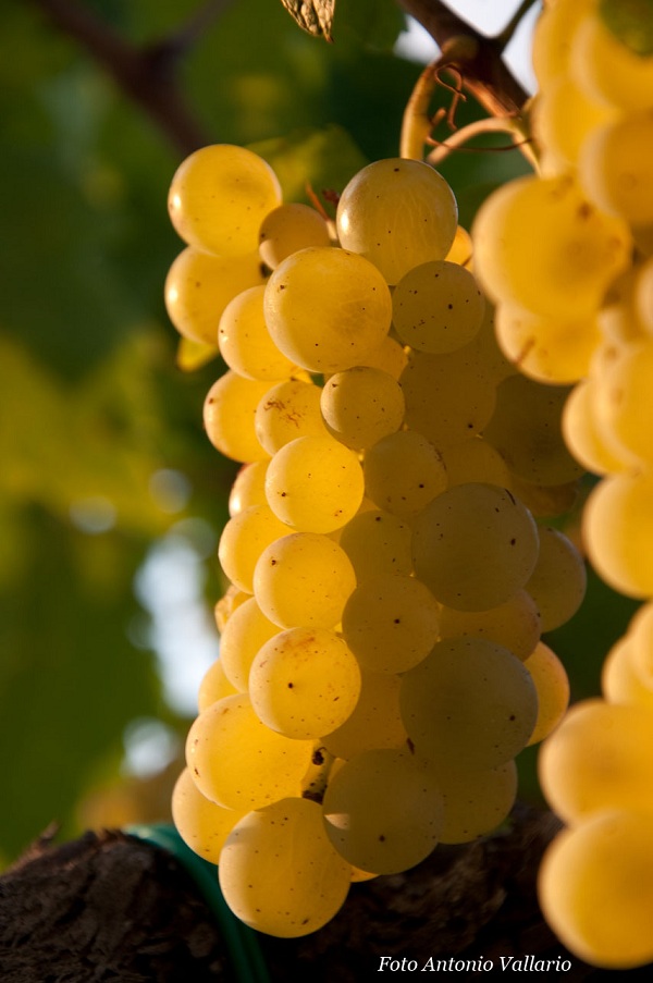 Vernaccia di San Gimignano