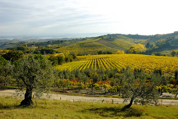 Vigneti in Toscana