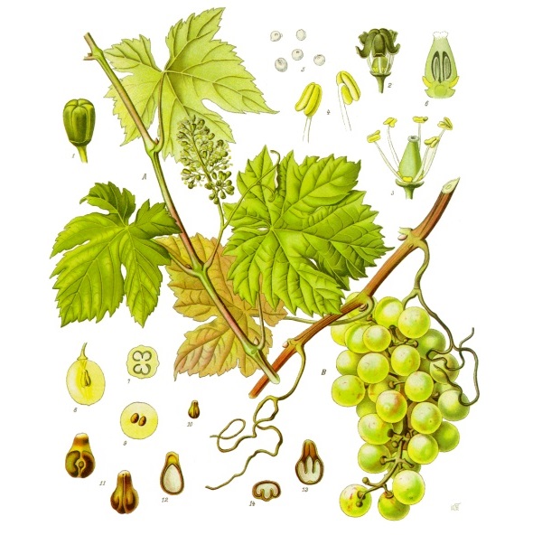 Vitis vinifera L.