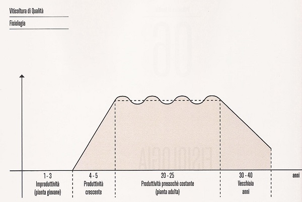 Ciclo vitale della vite