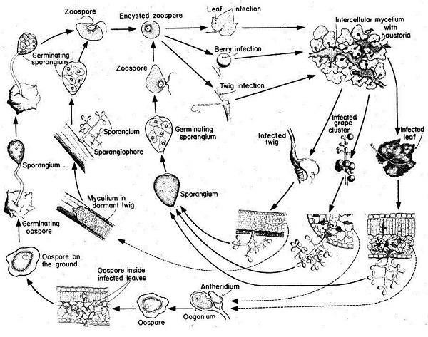 Ciclo della peronospora