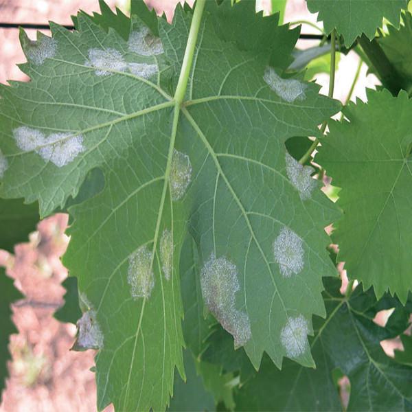 Peronospora su pagina inferiore di una foglia