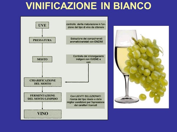 Vinificazione in bianco