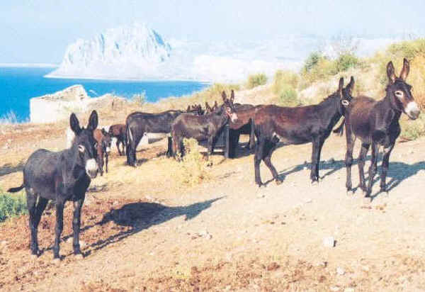 Asini di Pantelleria