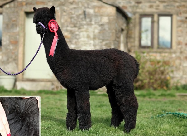 Alpaca di razza Huacaya