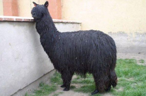 Alpaca di razza Suri