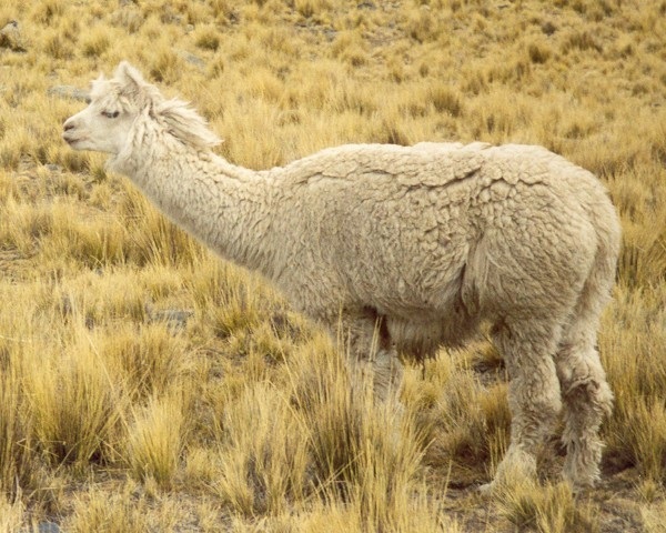 Alpaca