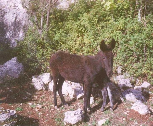 Asino dei Monti Lepini