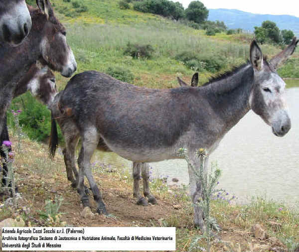 Asino Grigio Siciliano 