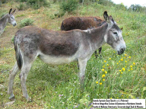 Asino Grigio Siciliano