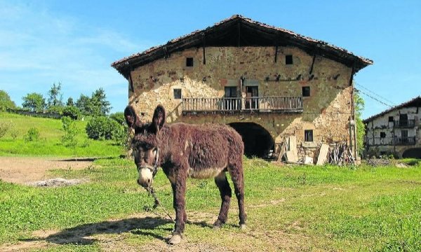 Asino di Biscaglia