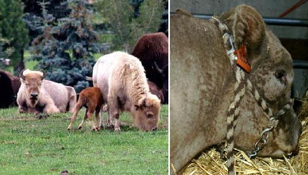 Bisonti bianchi e Beefalo