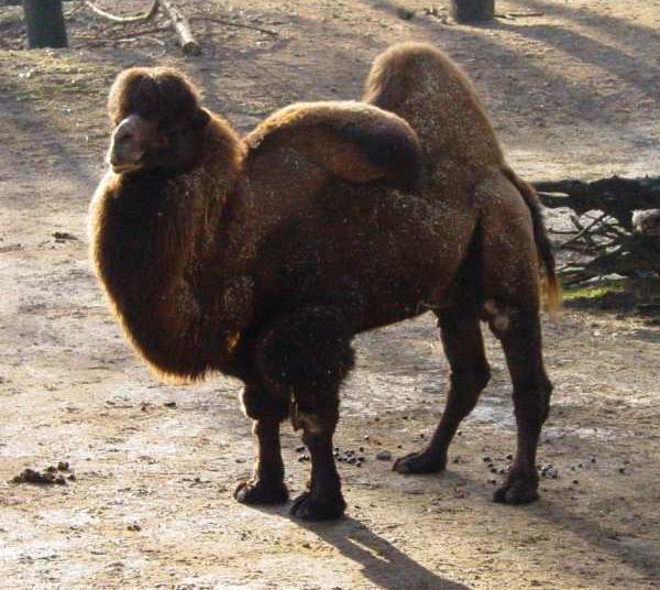 Cammello - Camelus bactrianus
