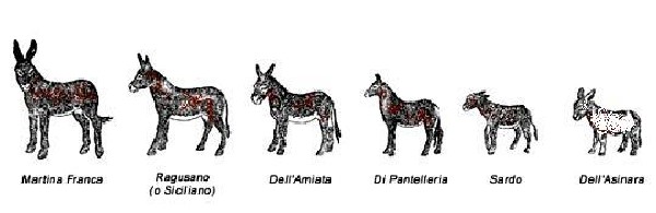 Dimensioni delle principali razze italiane di asini