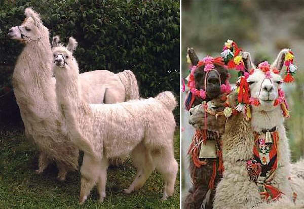 Lama domestico