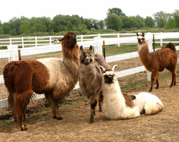 Lama domestico