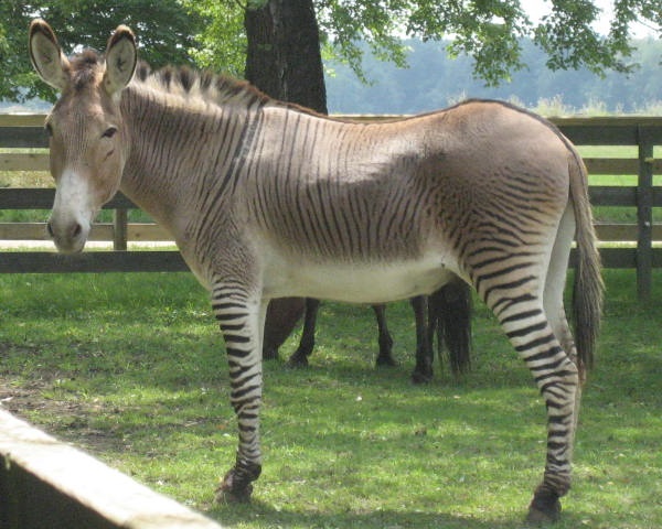 Zonkey