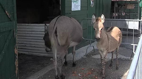 Zonkey